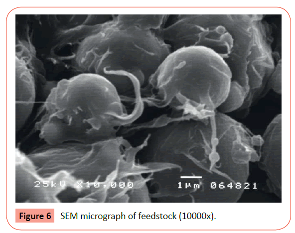 orthodontics-endodontics-SEM-micrograph-feedstock